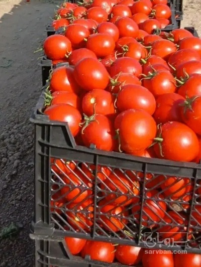 فروش گوجه فرنگی