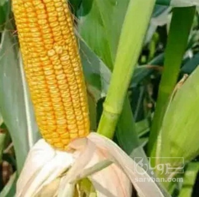 فروش ذرت