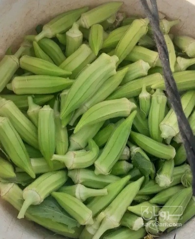 فروش بامیه