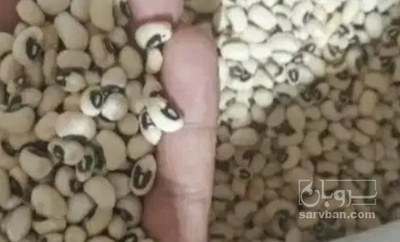 فروش لوبیا چشم بلبلی