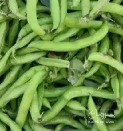 فروش باقلا تازه - باقالی - باقالا