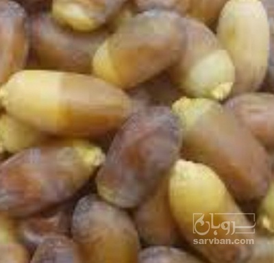 فروش رطب