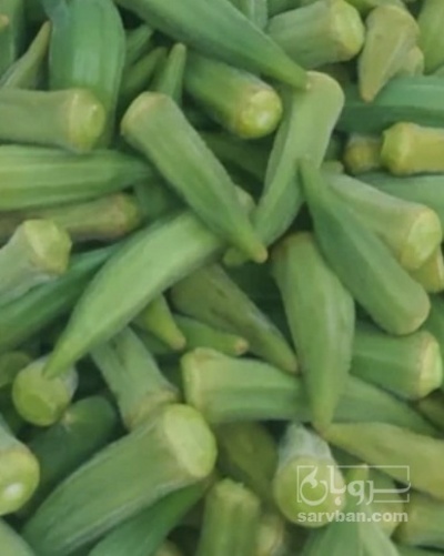 فروش بامیه