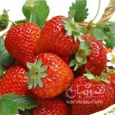 فروش توت فرنگی