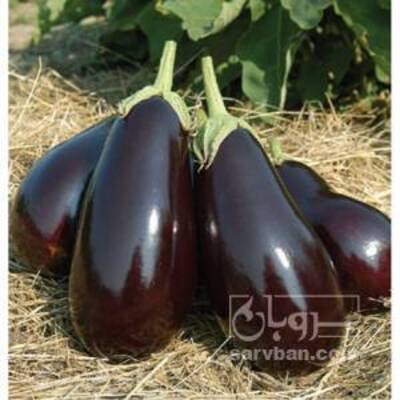 فروش بادمجان