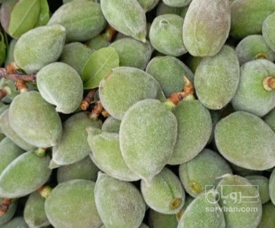 فروش چغاله بادام