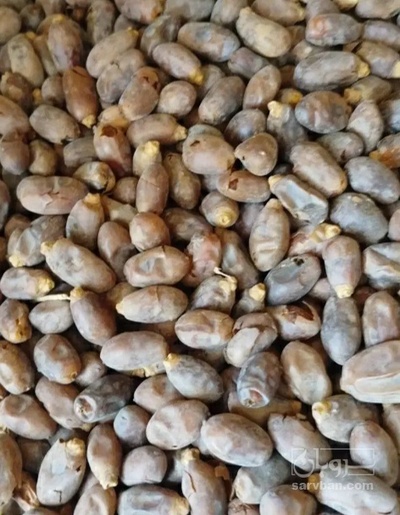 فروش خرما خشتی