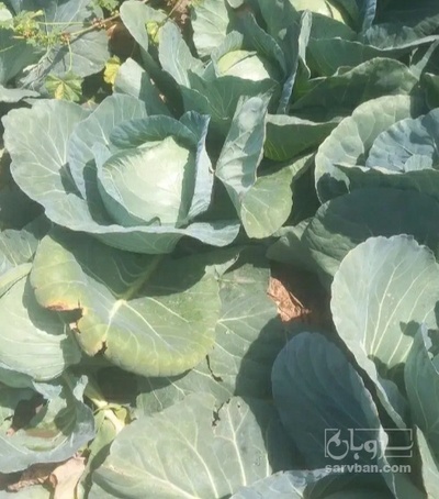 فروش کلم برگی سفید