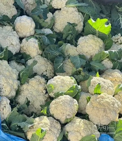 فروش گل کلم