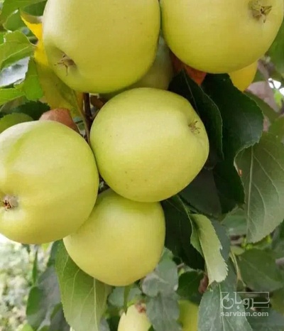 فروش سیب زرد