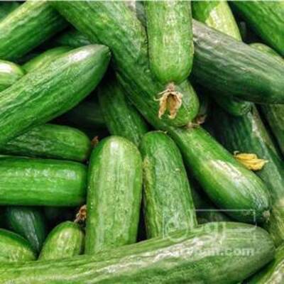 فروش خیار