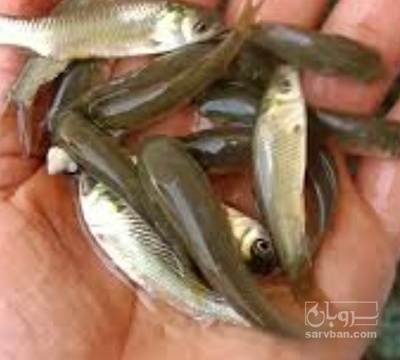 فروش بچه  ماهی امور