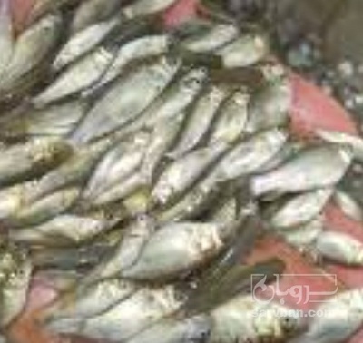 فروش  بچه  ماهی بیگ هد