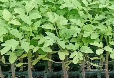 فروش ملون