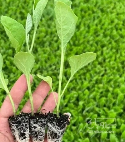 فروش نشا فلفل تند