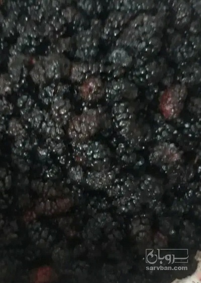 فروش شاتوت منجمد
