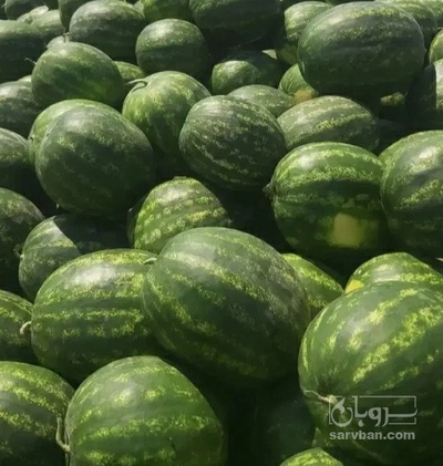 فروش هندوانه گرد