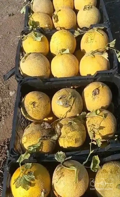 فروش ملون