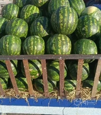 فروش هندوانه گرد