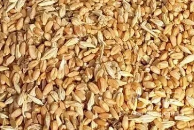 فروش ضایعات بوجاری گندم