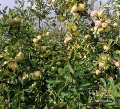 فروش سیب زرد