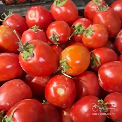 فروش گوجه فرنگی