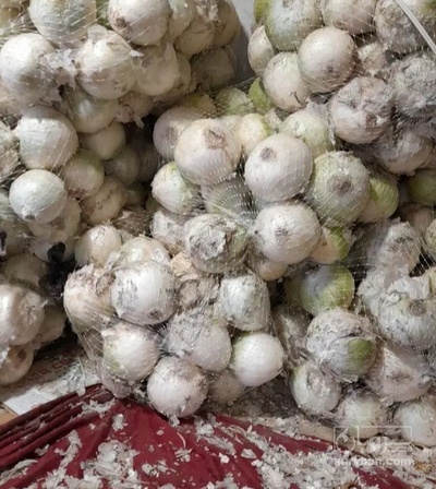 فروش پیاز سفید