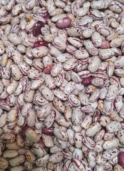 فروش لوبیا چیتی