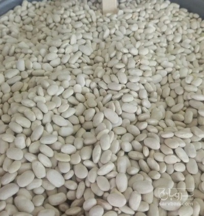 فروش لوبیا سفید