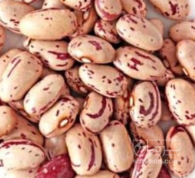 فروش لوبیا چیتی