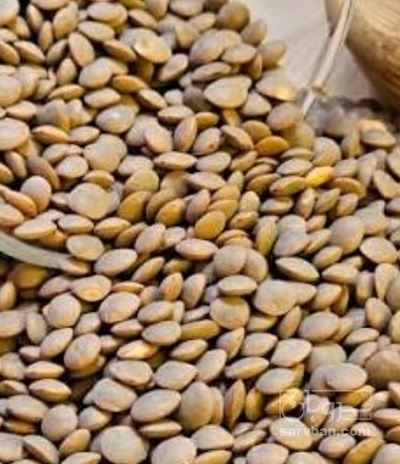 فروش عدس