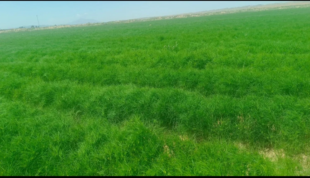 فروش زیره (گیاه‌ دارویی)