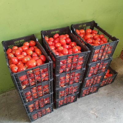 فروش گوجه فرنگی اپاچی