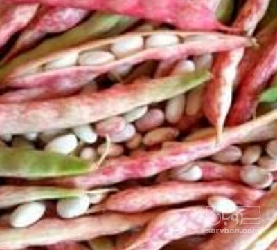 فروش لوبیا چیتی