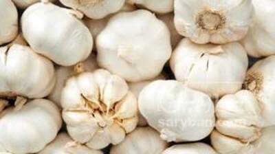 فروش سیر