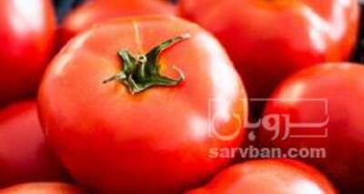 فروش گوجه فرنگی