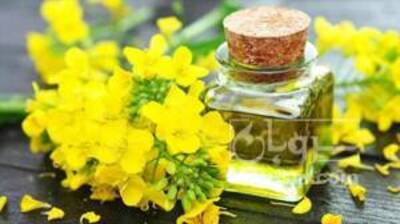 فروش کلزا