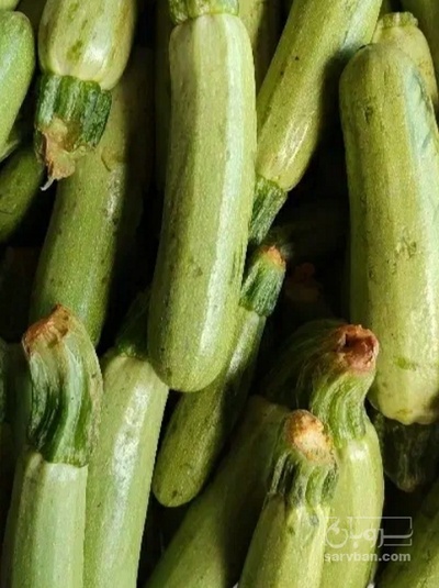 فروش کدو