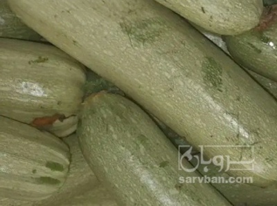 فروش کدو