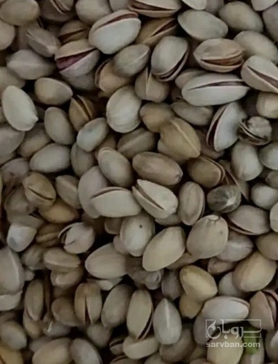 فروش پسته