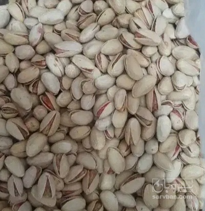 فروش پسته اکبری