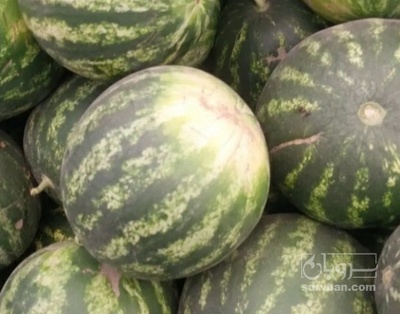 فروش هندوانه