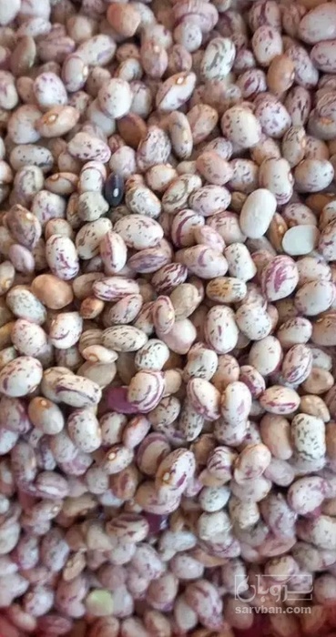 فروش لوبیا چیتی