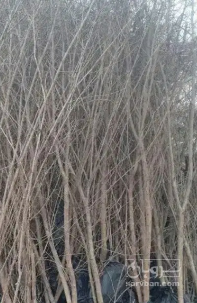 فروش نهال گلابی