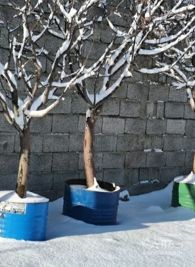 فروش نهال گردو