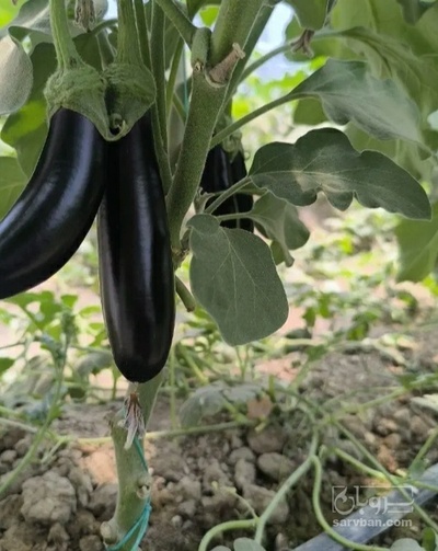 فروش بادمجان