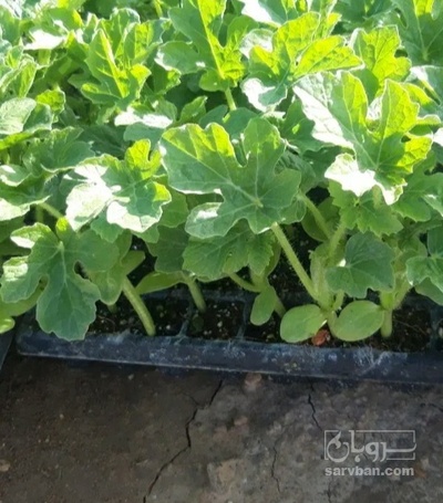فروش نشا بادمجان