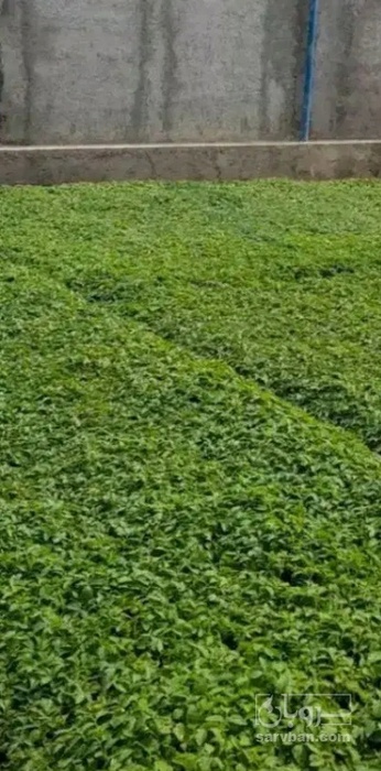 فروش نشا خیار