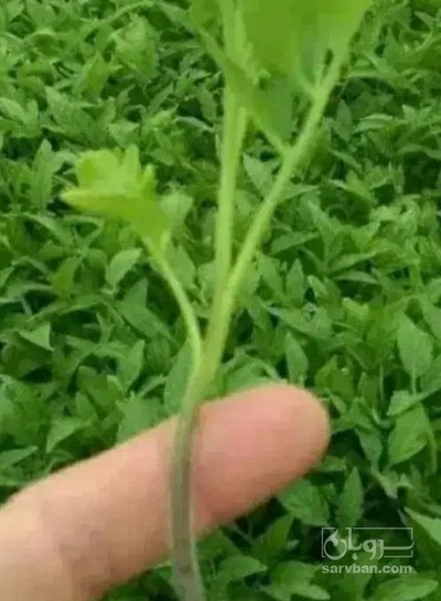 فروش نشا فلفل
