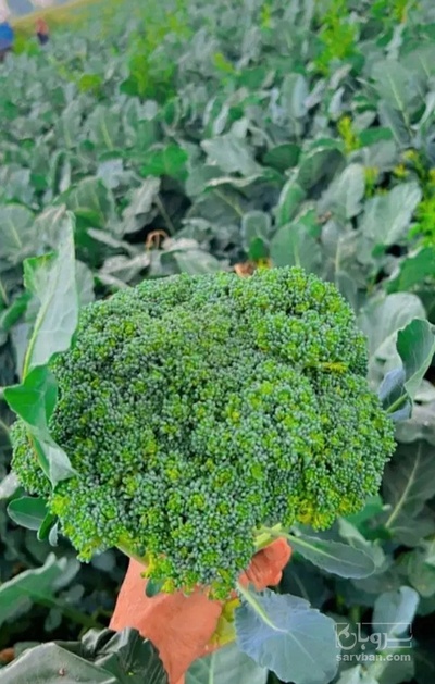 فروش کلم بروکلی